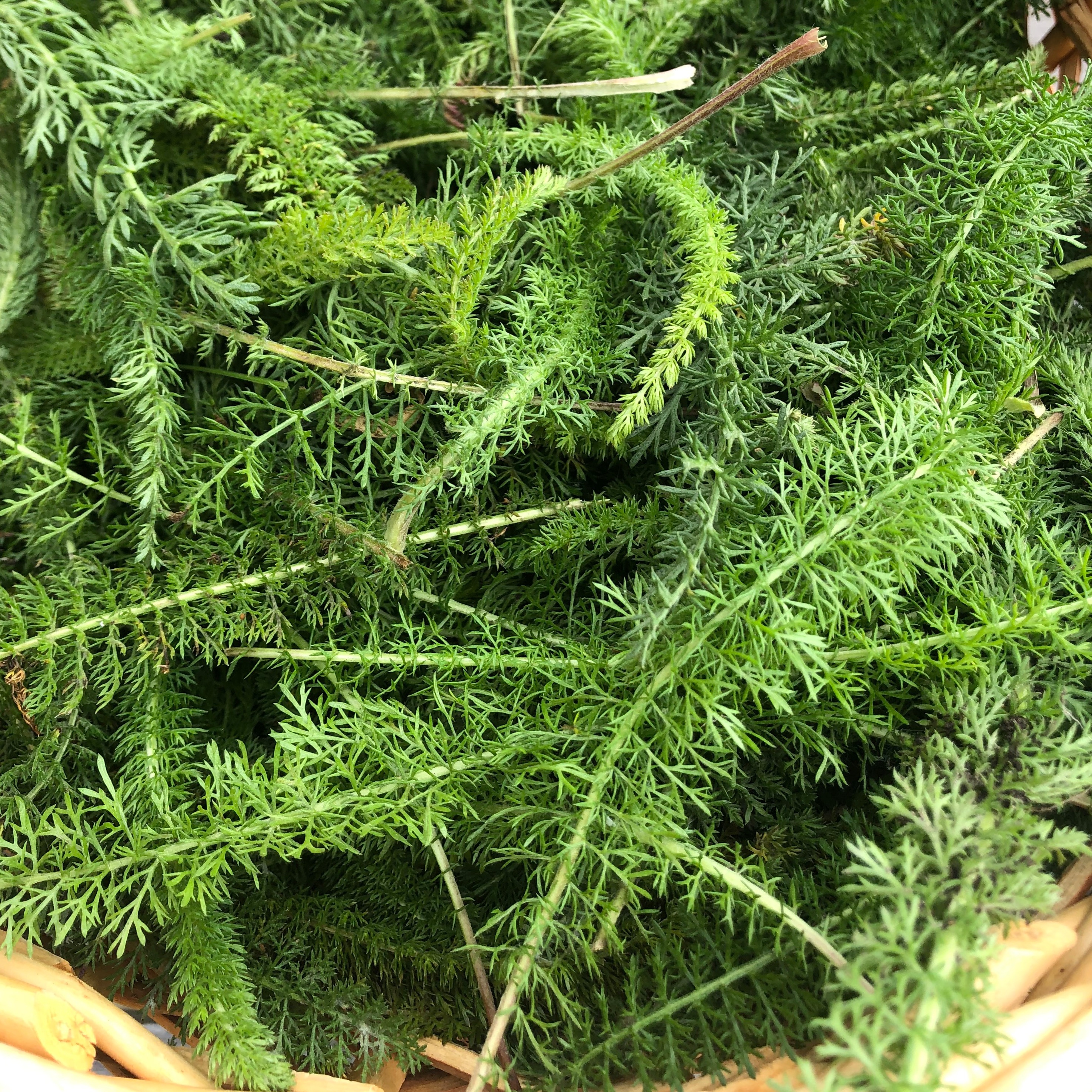 wild yarrow leaves in a basket
