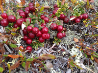 Wild Cranberry & Sage Poultry Seasoning